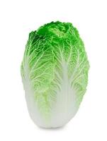 Fresh organic Chinese cabbage on a white background photo