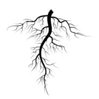conjunto de vectores de raíces subterráneas de árboles. ilustración aislada sobre fondo blanco