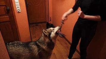 big fluffy playful dog malamute at home video