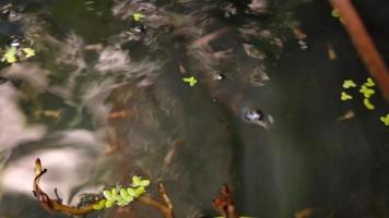 petit poisson nageant agile parmi les plantes aquatiques dans un mini étang extérieur video
