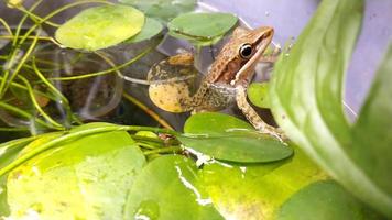 Frosch, der sich um Seerosenpflanze auf einem Teich ausruht video