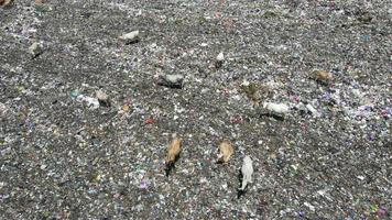 aereo Visualizza di un' città cumulo di rifiuti centro pieno di spazzatura. mandria di mucche mangiare spazzatura nel un' discarica. ecologia e Salute questioni. video