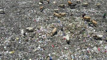 aereo Visualizza di un' città cumulo di rifiuti centro pieno di spazzatura. mandria di mucche mangiare spazzatura nel un' discarica. ecologia e Salute questioni. video