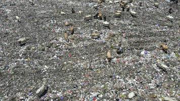 aereo Visualizza di un' città cumulo di rifiuti centro pieno di spazzatura. mandria di mucche mangiare spazzatura nel un' discarica. ecologia e Salute questioni. video
