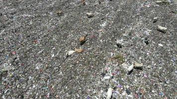 Luftaufnahme einer städtischen Müllhalde voller Müll. Kuhherde, die Müll auf einer Mülldeponie frisst. Ökologie und Gesundheit. video