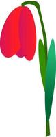 Tulip on a white background. Vector image.