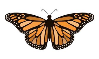 mariposa monarca. ilustración vectorial dibujada a mano. vector