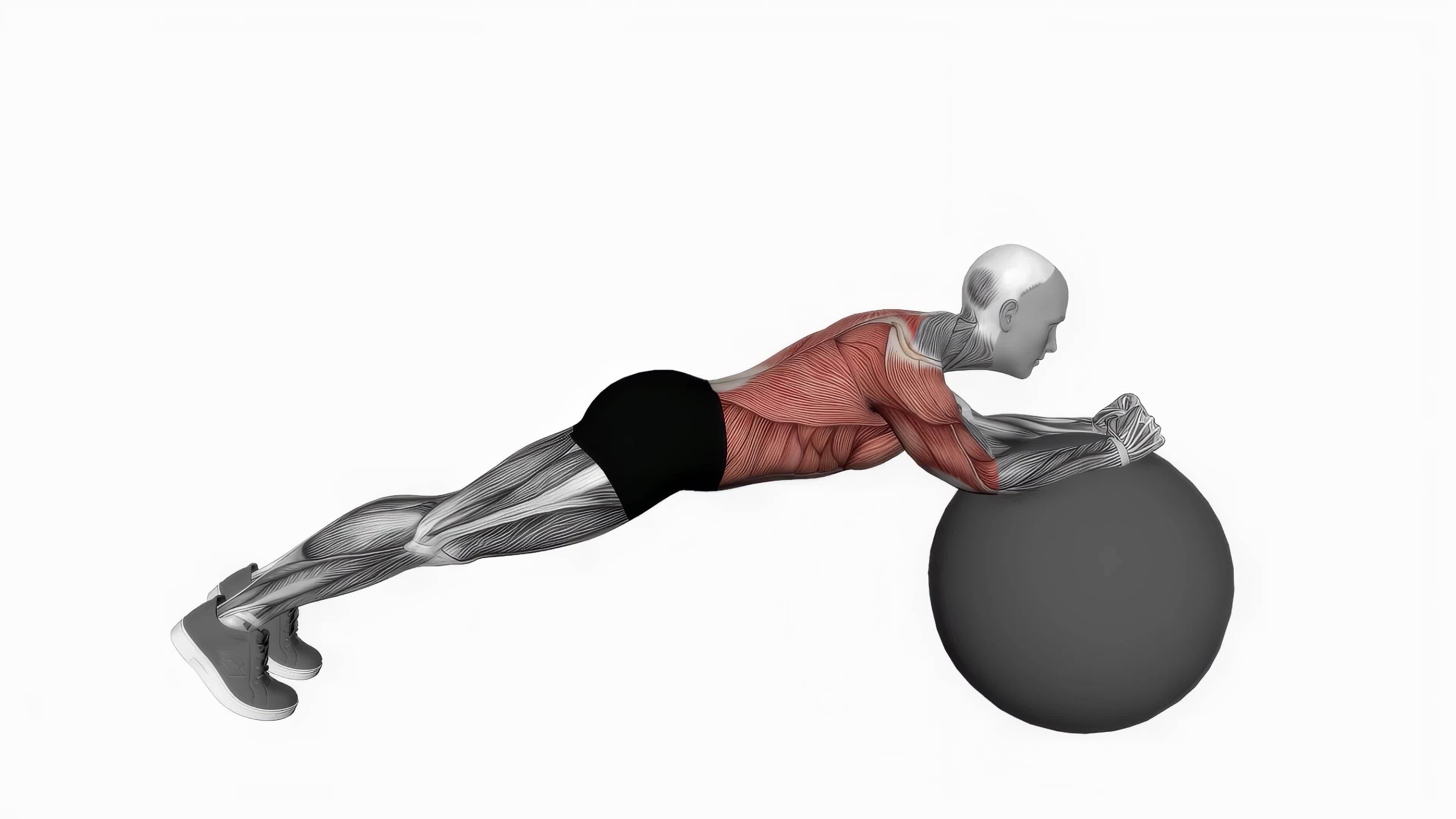 Exercise ball body saw fitness exercise workout animation video male muscle highlight 4K 60 fps 17616797 Stock Video at Vecteezy Exercise ball body saw fitness exercise workout animation video male muscle highlight 4K 60 fps 17616797 Stock Video at Vecteezy