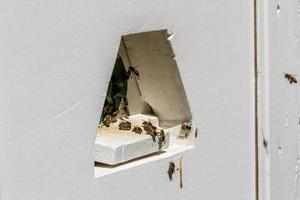 Winged bee slowly flies to beehive collect nectar on private apiary photo