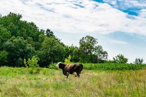 hermosa vaca lechera grande pasta en un prado verde bajo un cielo azul foto