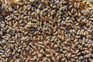Abstract hexagon structure is honeycomb from bee hive filled photo