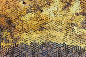 La estructura hexagonal abstracta es un panal de abejas lleno de colmena foto