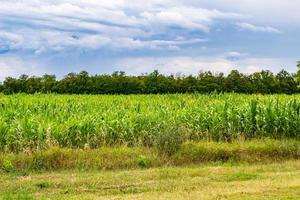 fotografía sobre el tema gran campo de cultivo de maíz para la cosecha orgánica foto