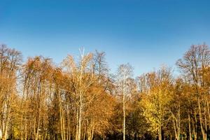 fotografía sobre el tema grande y hermoso árbol de abedul de otoño en el cielo brillante de fondo foto