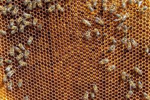 La estructura hexagonal abstracta es un panal de abejas lleno de colmena foto