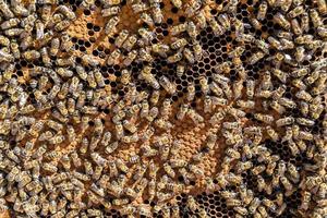 Abstract hexagon structure is honeycomb from bee hive filled photo