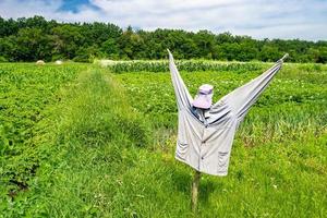 Scary scarecrow in garden discourages hungry birds photo
