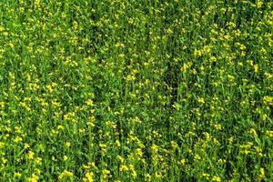 fotografía sobre el tema mostaza de flores silvestres finas en la pradera de fondo foto