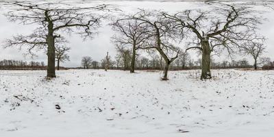 vista panorámica completa de invierno esférico hdri 360 entre robles con ramas torpes en bosque con nieve en proyección equirectangular, contenido vr ar listo foto