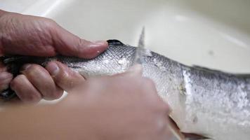 avvicinamento un' cucinare intestino il pesce. dell'uomo mani sbucciare salmone a partire dal bilancia con un' acuto coltello. fresco trota taglio processi nel supermercato video