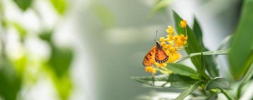 Beautiful orange butterfly on yellow flower with green leaf nature blurred background in garden with copy space using as background insect, natural landscape, ecology, fresh cover page concept. photo
