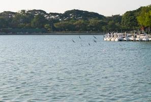 pato de barco giratorio alineado con algunas aves volando en el lago de almacenamiento de agua o en el embalse en el parque público suan luang rama ix. foto