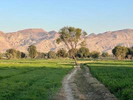 Landscape view of Mountains and trees green field and mountains photo