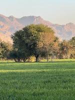 Landscape view of Mountains and trees green field and mountains photo