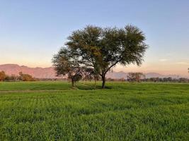 Landscape view of Mountains and trees green field and mountains photo