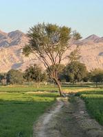 Landscape view of Mountains and trees green field and mountains photo