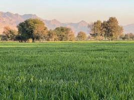 Landscape view of Mountains and trees green field and mountains photo