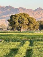 Landscape view of Mountains and trees green field and mountains photo