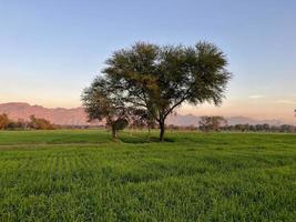 Landscape view of Mountains and trees green field and mountains photo