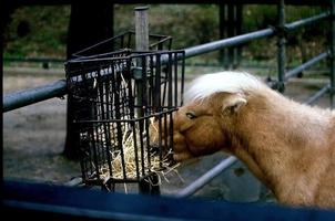 Shetland pony eating hay. photo