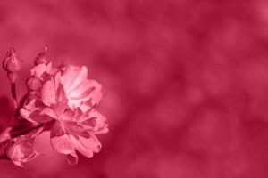 un jardín pequeño arbusto rosa rosa tonificado en color de moda viva magenta. inspirado en pantone nuevo color del año 2023. fondo desenfocado borroso abstracto con lugar para texto. foto