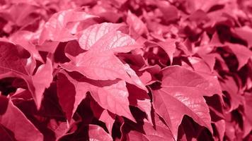 hojas verdes de uvas trepadoras silvestres tonificadas en un color de moda viva magenta. inspirado en pantone nuevo color del año 2023. foto de fondo de naturaleza horizontal con lugar para texto.