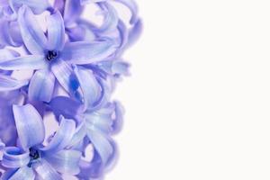 Greeting card with violet hyacinth flowers on white background. Very peri color. Minimalism concept. March 8 Women's Day. Mother's Day. Grandma Day. Happy Birthday. Easter Spring. Place for text.