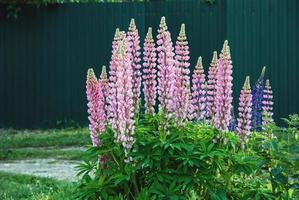 Lupine plant blooming with pink flowers in summer, Lupinus polyphyllus photo