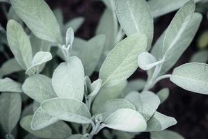 Spanish Sage growing in spring garden, Salvia lavandulifolia plants closeup photo