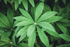 hojas de plantas de lupino en el jardín de primavera foto