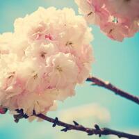 Pink Cherry Blossom Flower Background photo