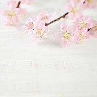 Pink Cherry Blossom Flower Background photo