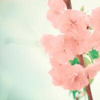 Pink Cherry Blossom Flower Background photo