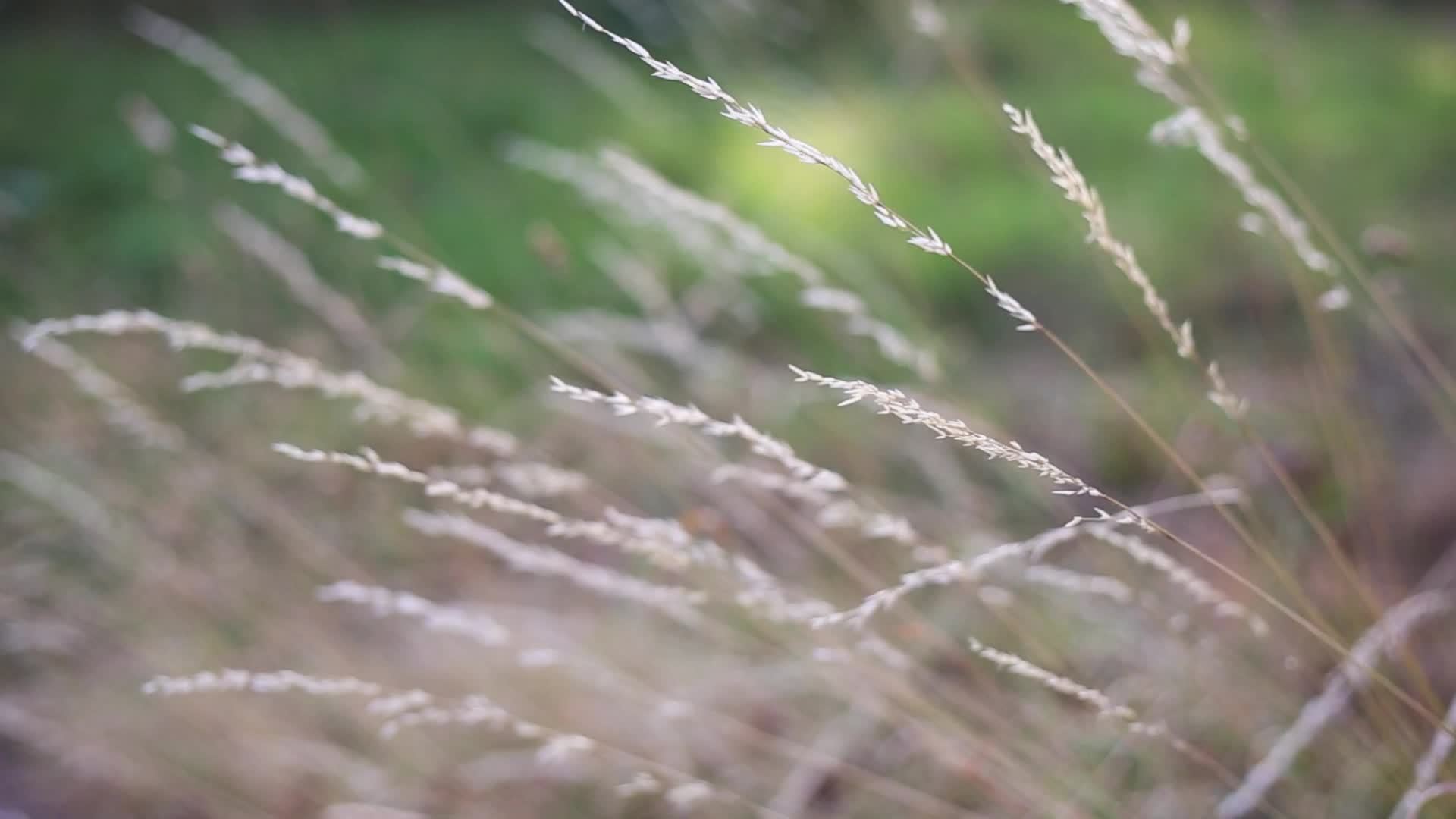 Fluffy Spikelets of Dry Grass in Field Against Background of Green Trees. Blades of Grass Sway