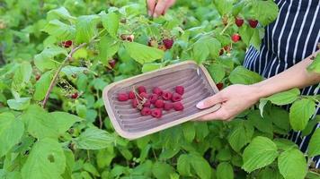 ung flicka plockning utsökt mogen hallon från de växt och placering dem in i en trä- skål. kvinna i förkläde som plockar de mogen röd bär från hallon buske i ett utomhus- sommar trädgård miljö. video