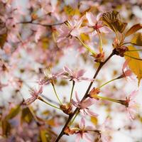 Pink Cherry Blossom Flower Background photo