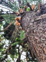 Bottom view of a Norfolk Island Pine has scaly or Araucaria heterophylla photo