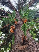 la vista inferior de un pino de la isla de norfolk tiene escamas o araucaria heterophylla foto