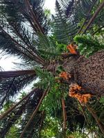 Bottom view of a Norfolk Island Pine has scaly or Araucaria heterophylla photo