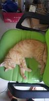 A white cat is sitting sleepily on an green chair. photo